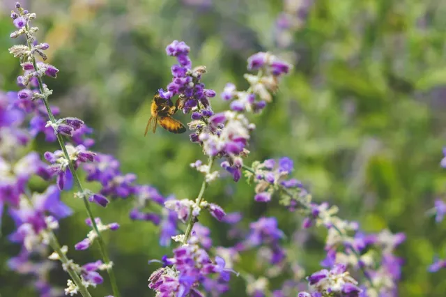 Biodiversität im eigenen Garten