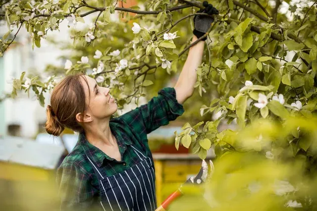 Obstbäume richtig schneiden – So gibt’s eine reiche Ernte!