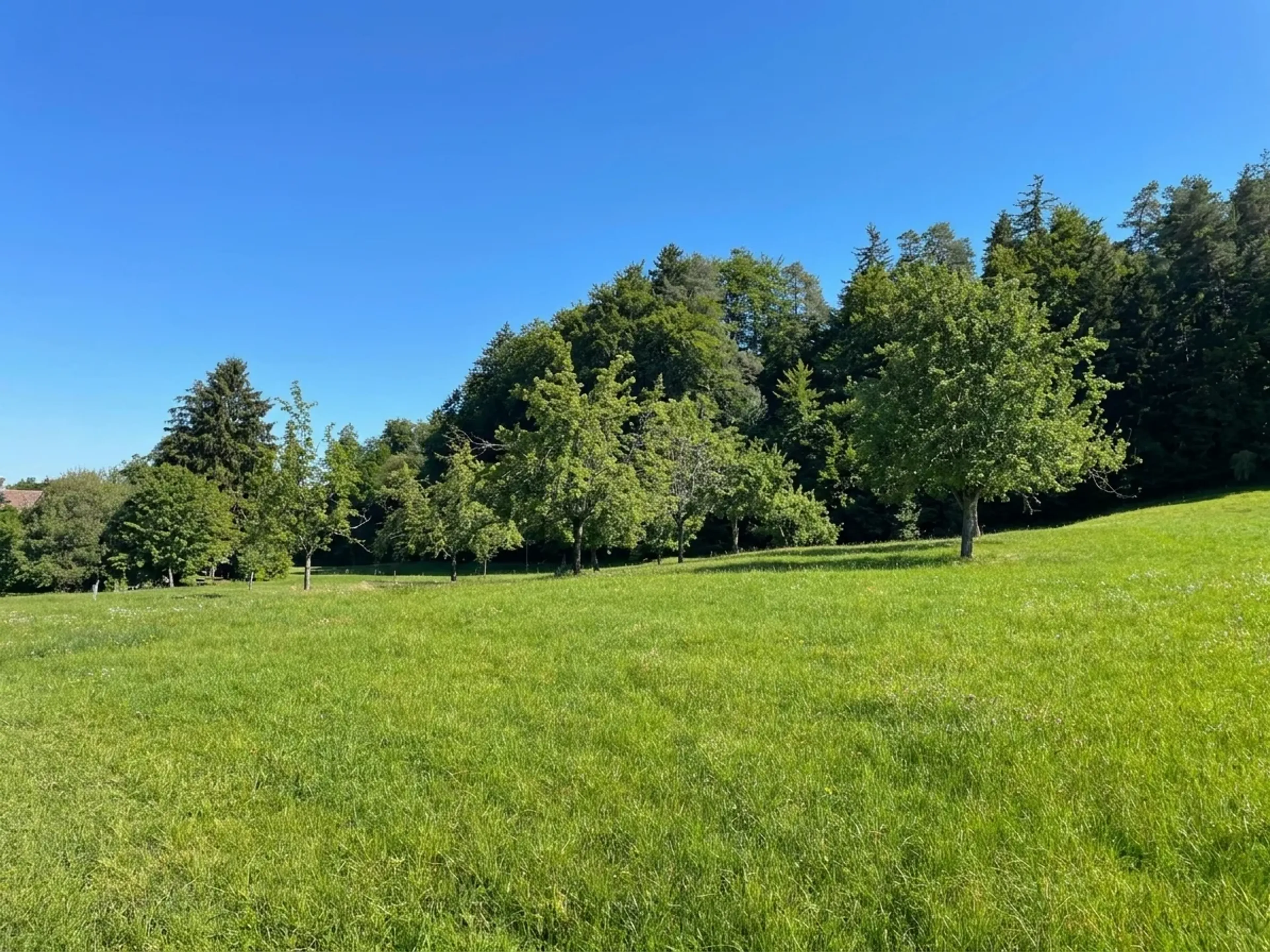 Grundstück 2834 m² mit 9-Zimmer-Neubauprojekt in Wittenbach kaufen - Bild 6
