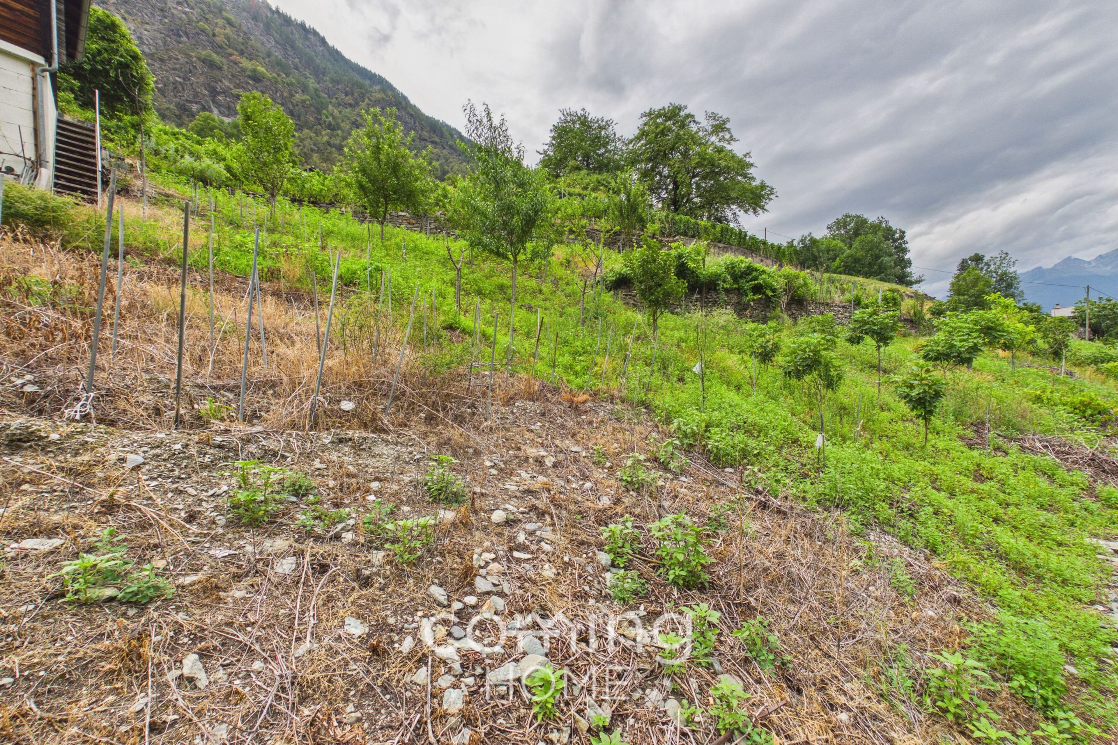 Rebparzelle mit Rebhaus in Stalden - Weinbau im Vispertal - 9
