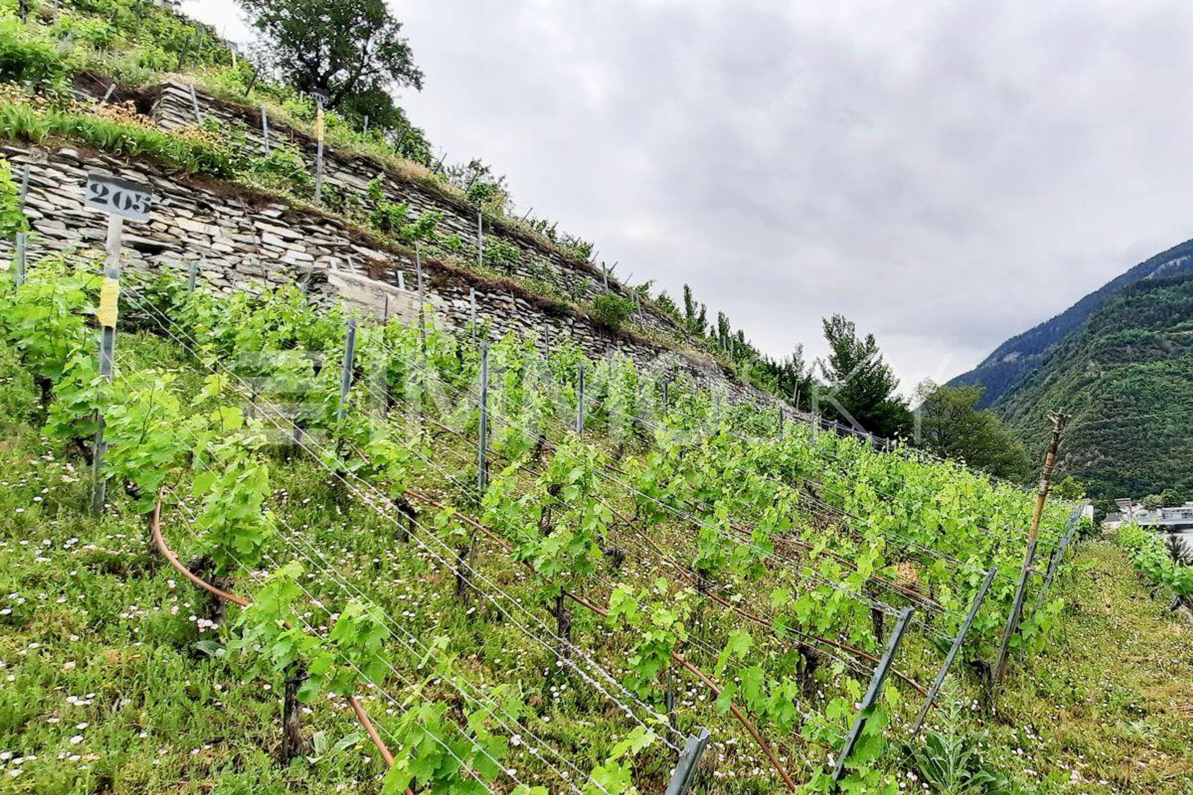 Exclusivité ImmoSky : Terrain à constuire avec vue unique - Bild 3